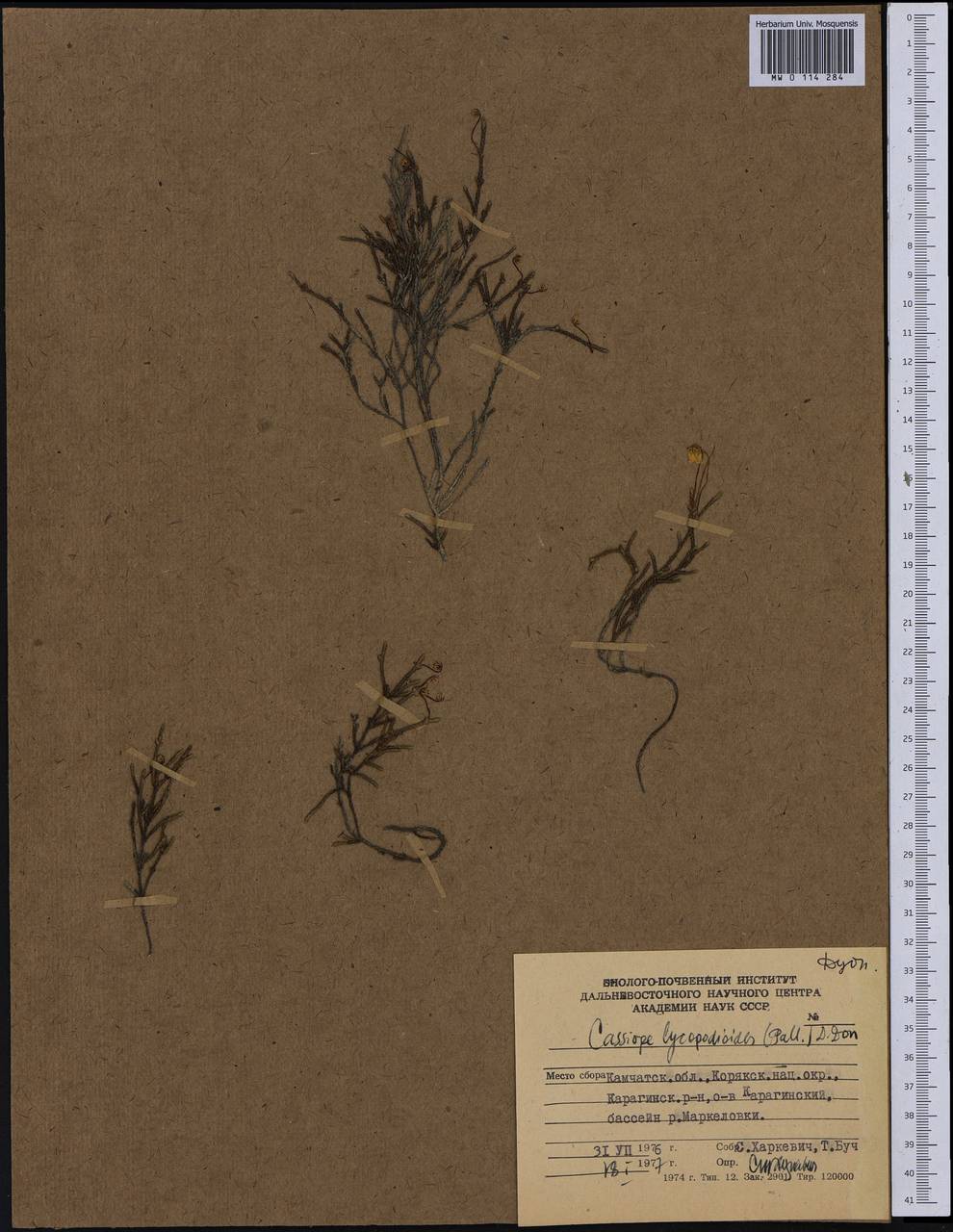 Cassiope lycopodioides (Pall.) D. Don, Siberia, Chukotka & Kamchatka (S7) (Russia)