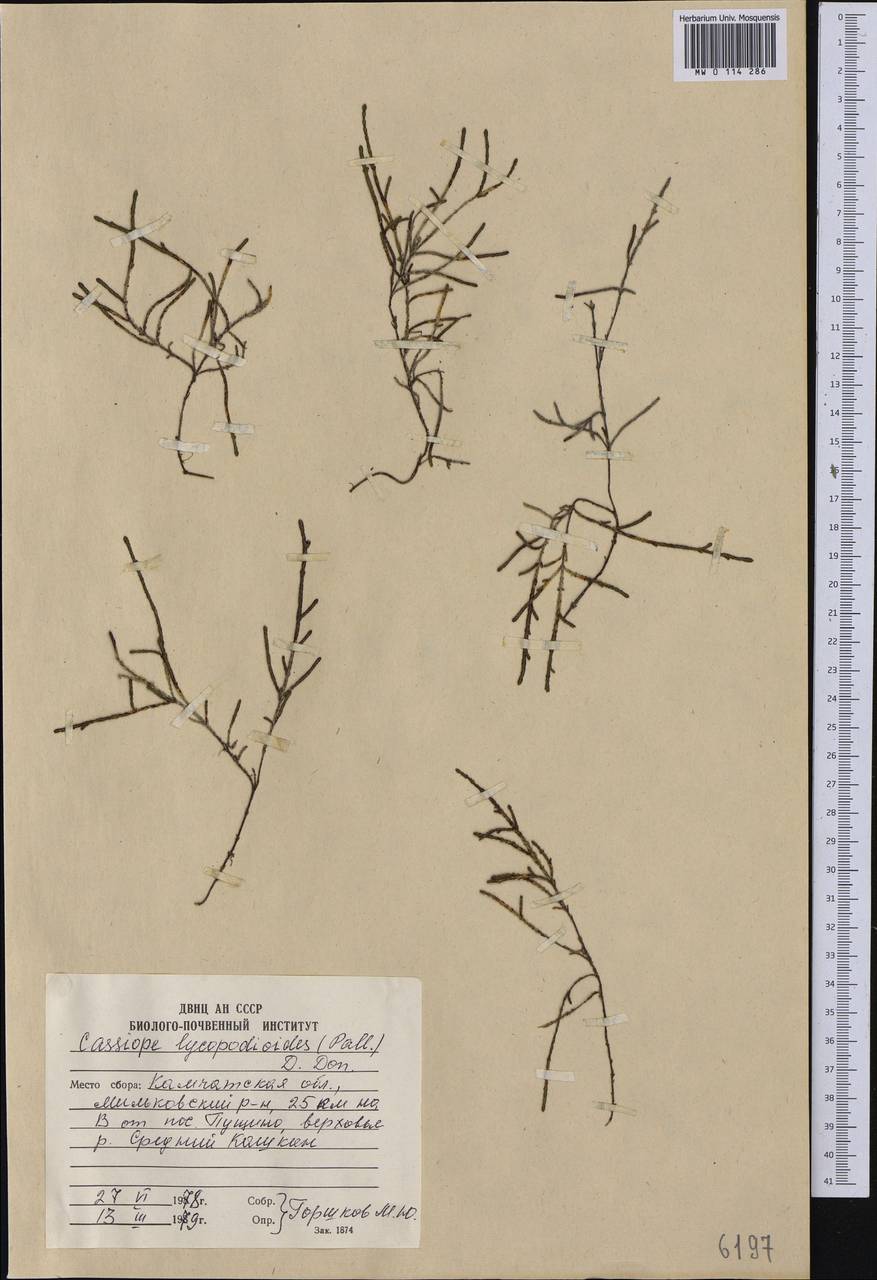 Cassiope lycopodioides (Pall.) D. Don, Siberia, Chukotka & Kamchatka (S7) (Russia)