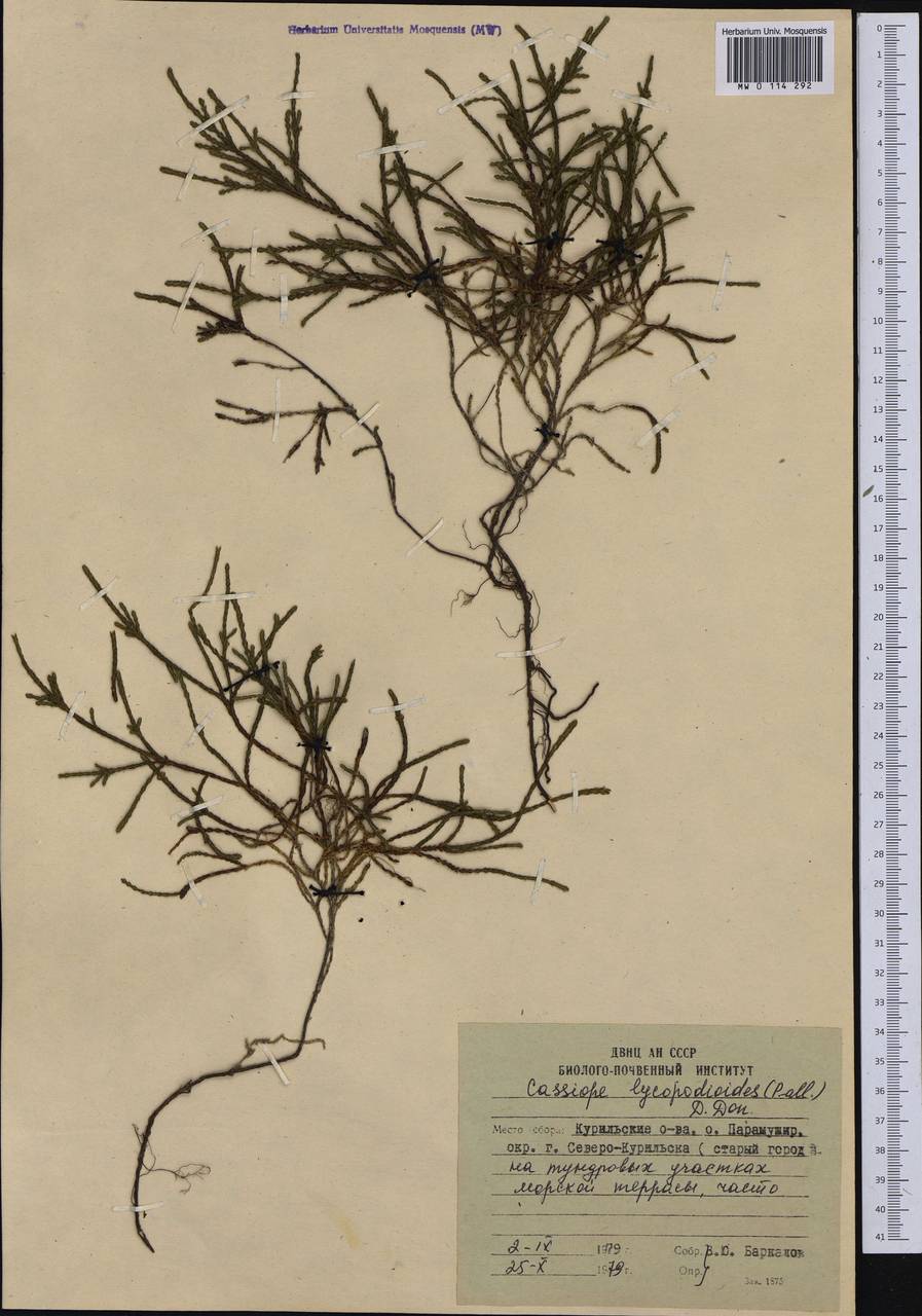 Cassiope lycopodioides (Pall.) D. Don, Siberia, Russian Far East (S6) (Russia)