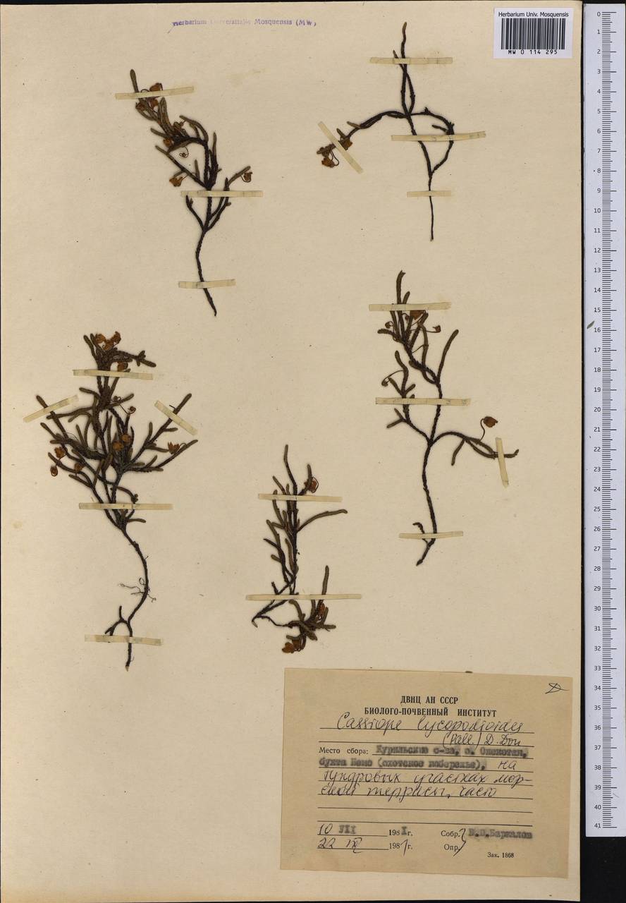 Cassiope lycopodioides (Pall.) D. Don, Siberia, Russian Far East (S6) (Russia)