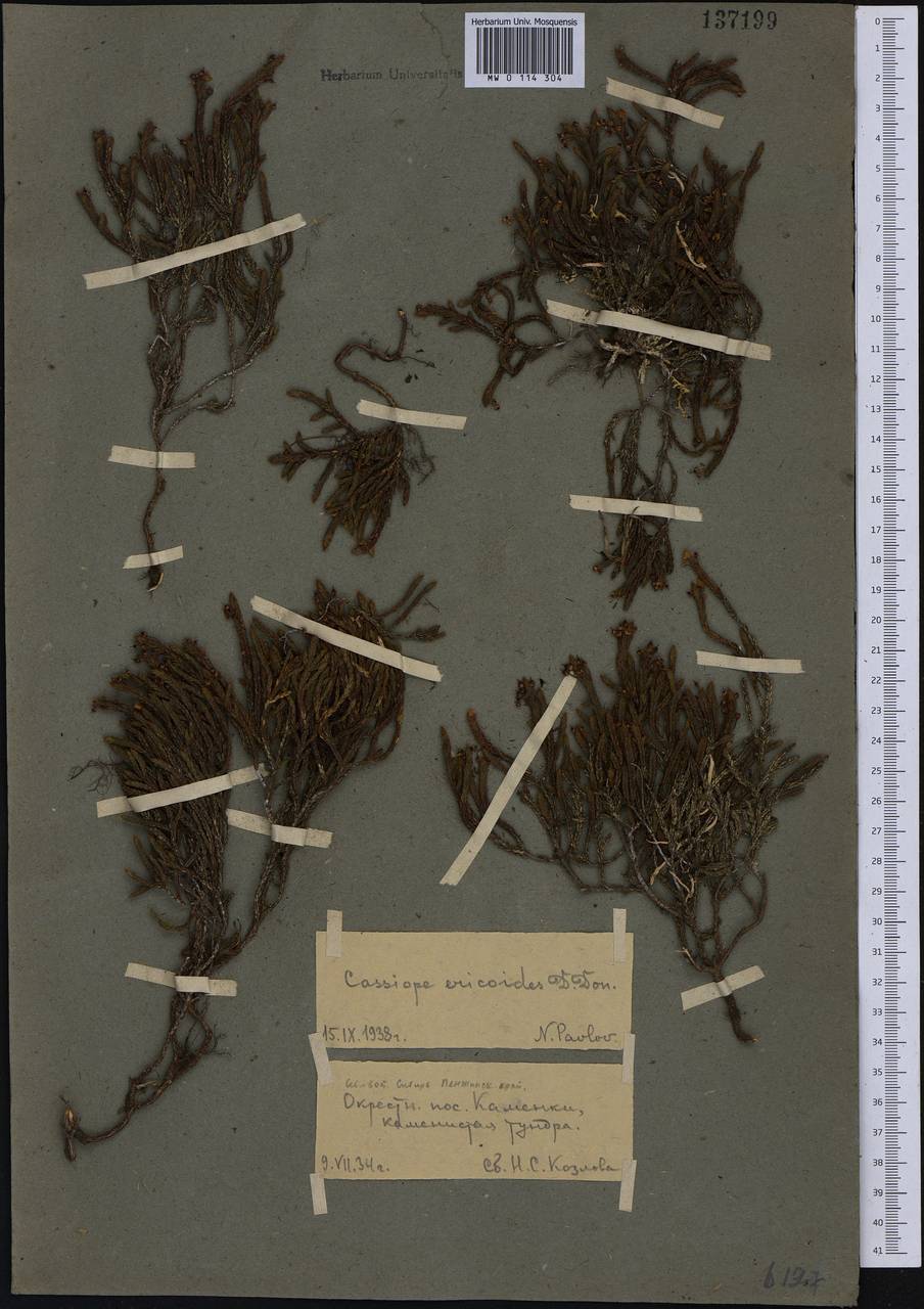 Cassiope ericoides (Pall.) D. Don, Siberia, Chukotka & Kamchatka (S7) (Russia)