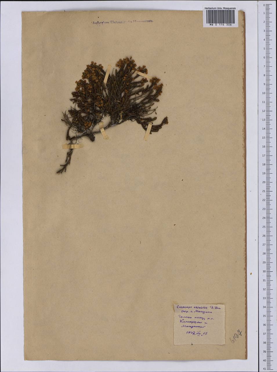 Cassiope ericoides (Pall.) D. Don, Siberia, Chukotka & Kamchatka (S7) (Russia)