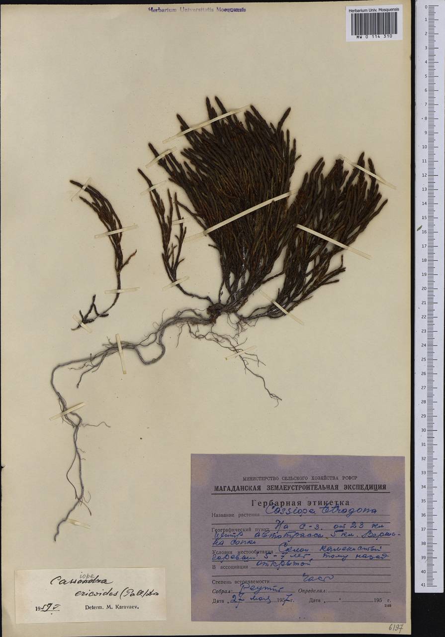 Cassiope ericoides (Pall.) D. Don, Siberia, Chukotka & Kamchatka (S7) (Russia)