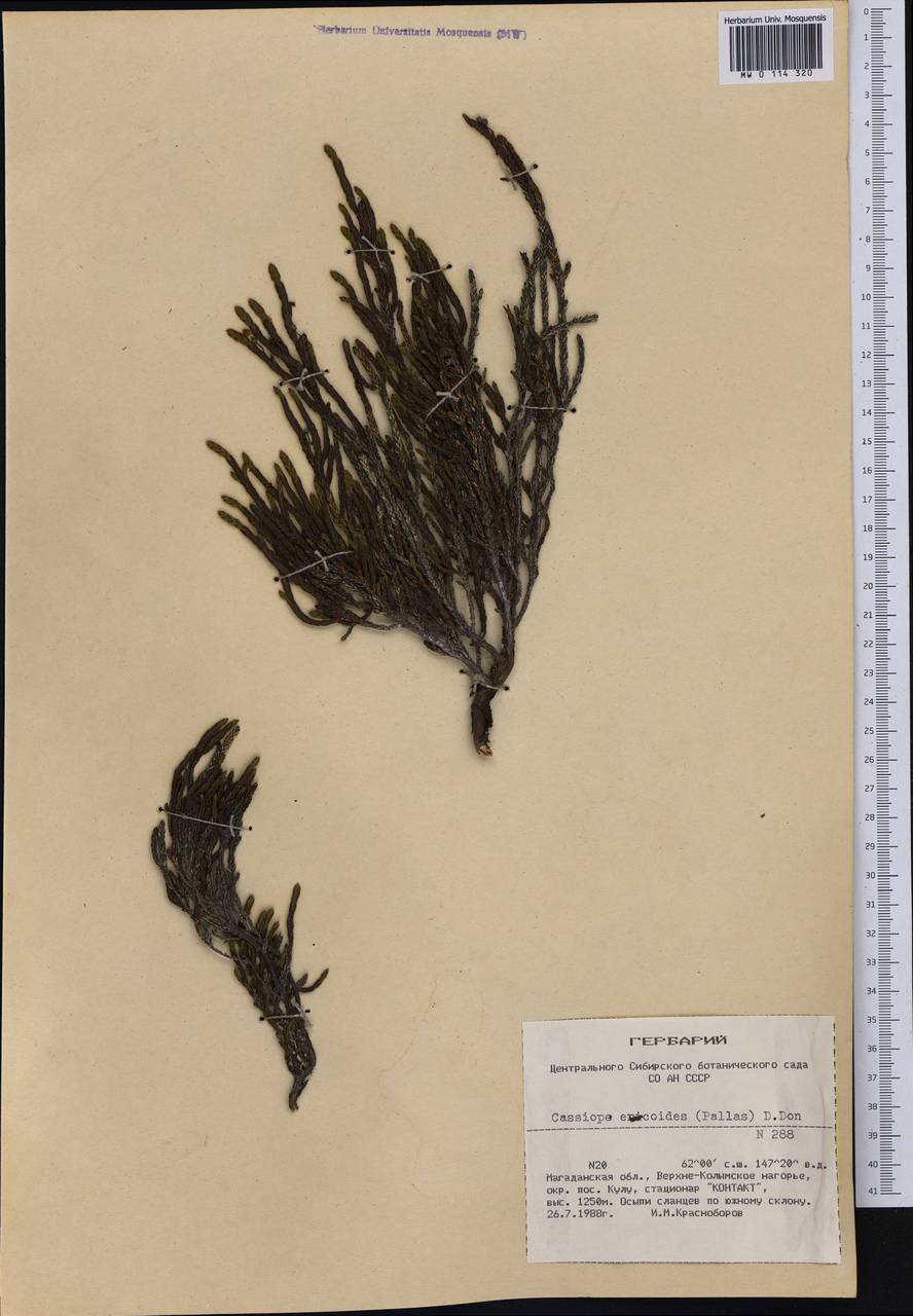 Cassiope ericoides (Pall.) D. Don, Siberia, Chukotka & Kamchatka (S7) (Russia)