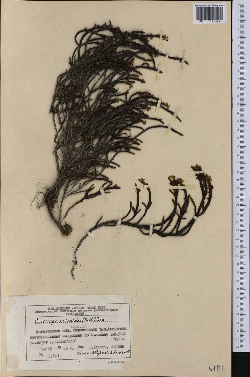 Cassiope ericoides (Pall.) D. Don, Siberia, Chukotka & Kamchatka (S7) (Russia)