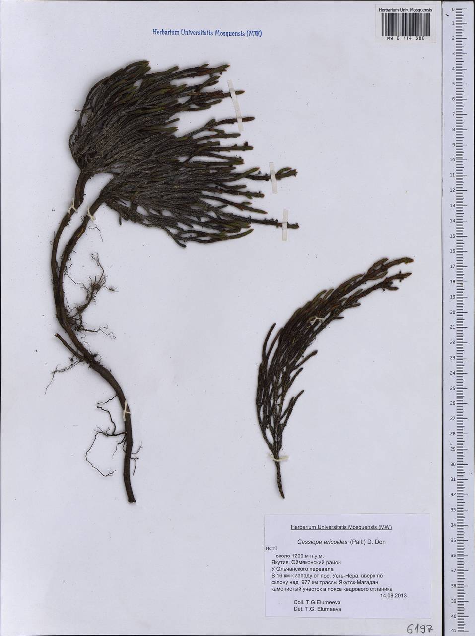 Cassiope ericoides (Pall.) D. Don, Siberia, Yakutia (S5) (Russia)