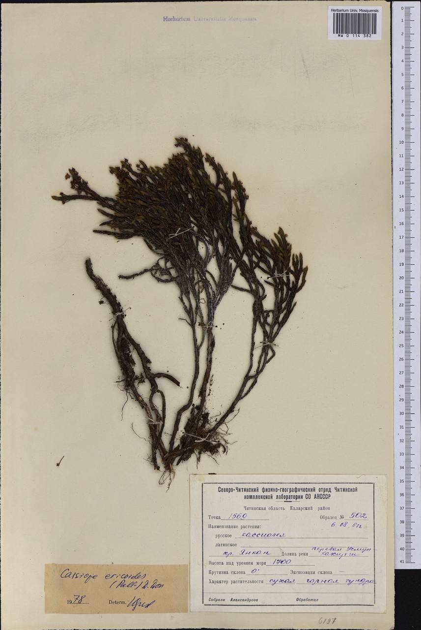 Cassiope ericoides (Pall.) D. Don, Siberia, Baikal & Transbaikal region (S4) (Russia)