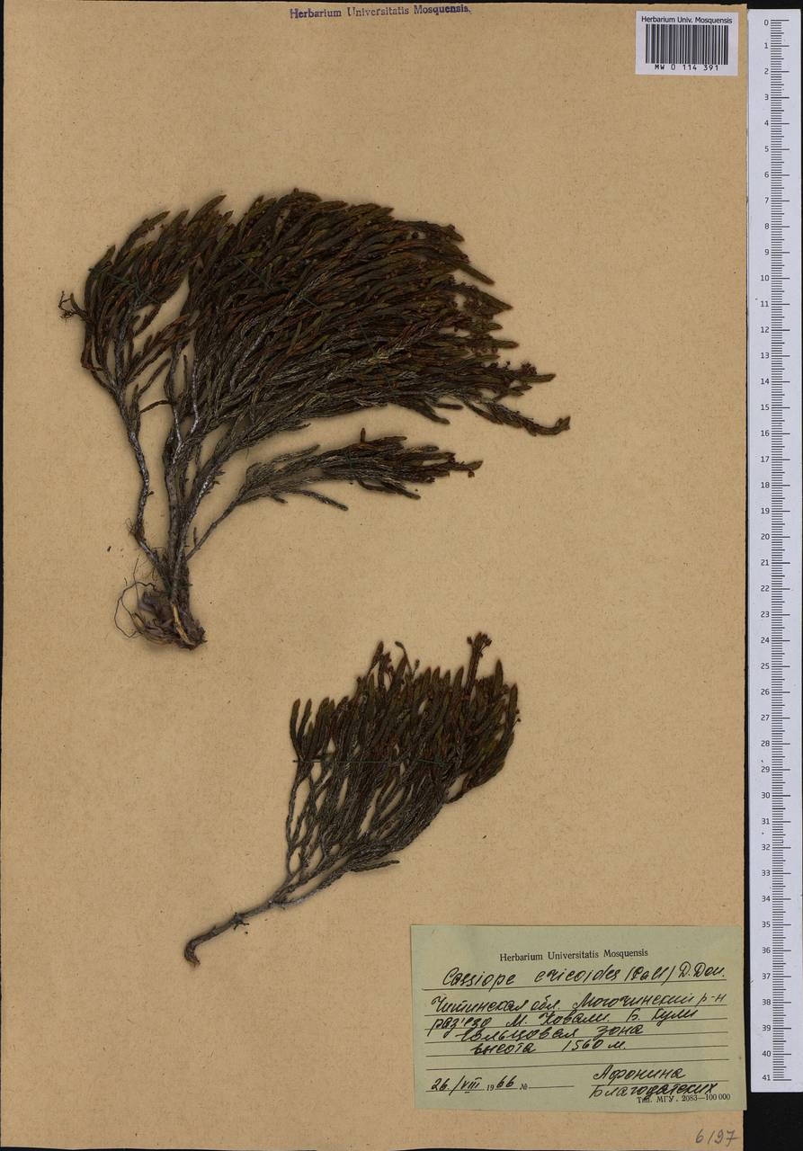 Cassiope ericoides (Pall.) D. Don, Siberia, Baikal & Transbaikal region (S4) (Russia)