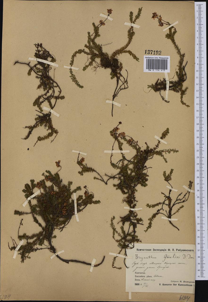 Bryanthus musciformis (Poir.) Nakai, Siberia, Chukotka & Kamchatka (S7) (Russia)