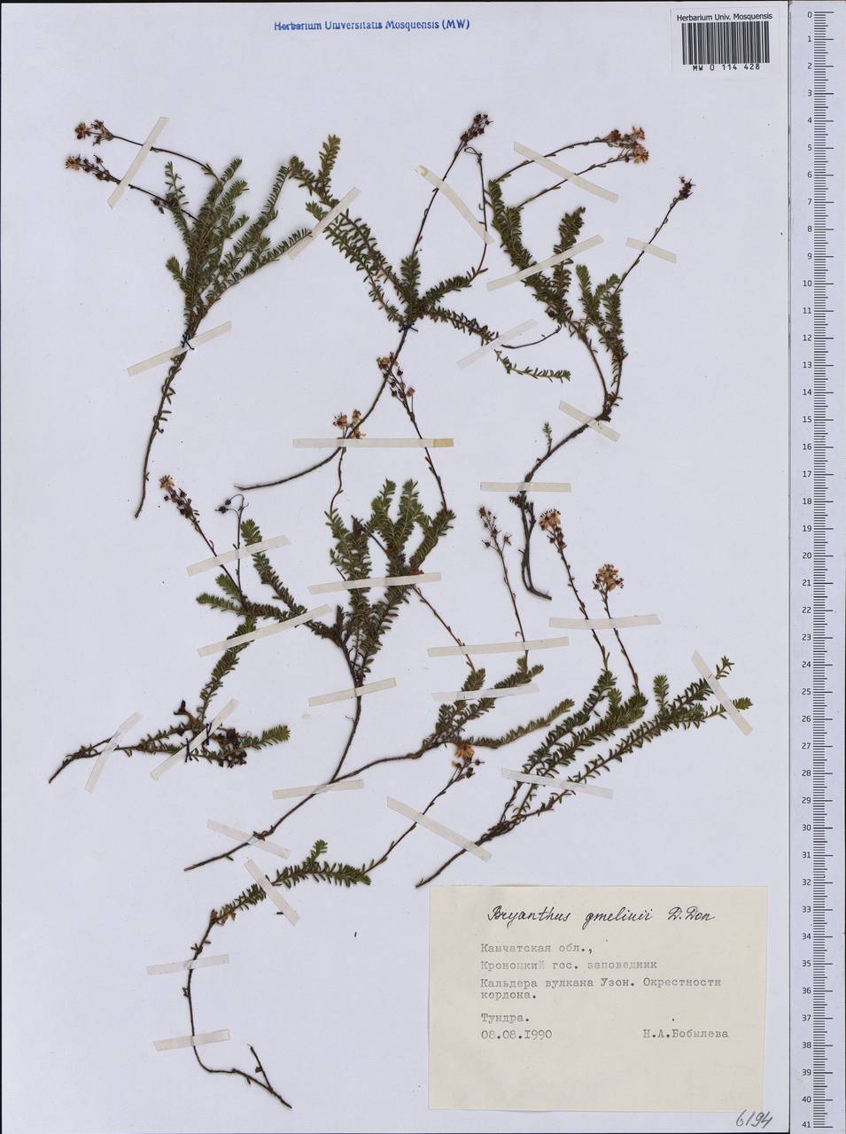 Bryanthus musciformis (Poir.) Nakai, Siberia, Chukotka & Kamchatka (S7) (Russia)