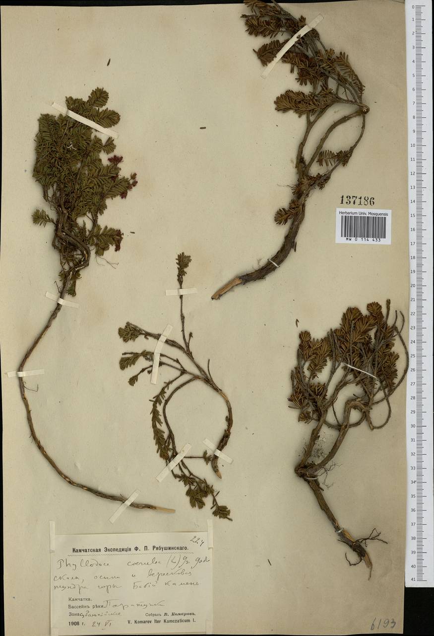 Phyllodoce caerulea (L.) Bab., Siberia, Chukotka & Kamchatka (S7) (Russia)