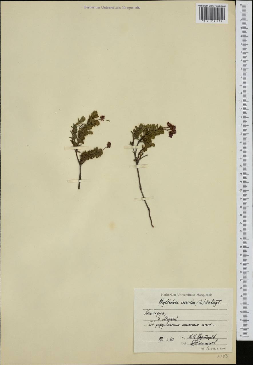 Phyllodoce caerulea (L.) Bab., Siberia, Chukotka & Kamchatka (S7) (Russia)