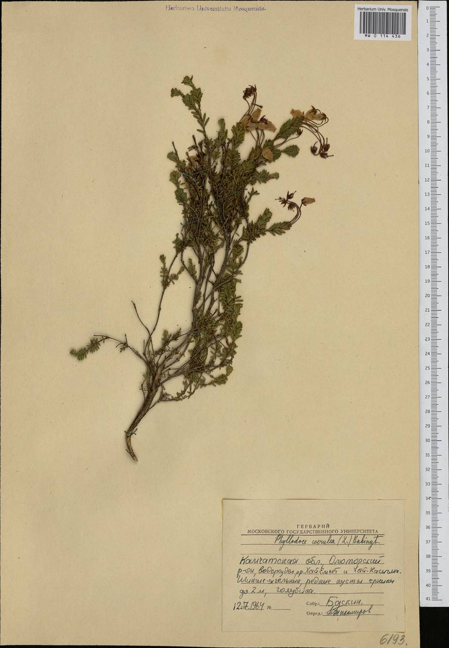 Phyllodoce caerulea (L.) Bab., Siberia, Chukotka & Kamchatka (S7) (Russia)