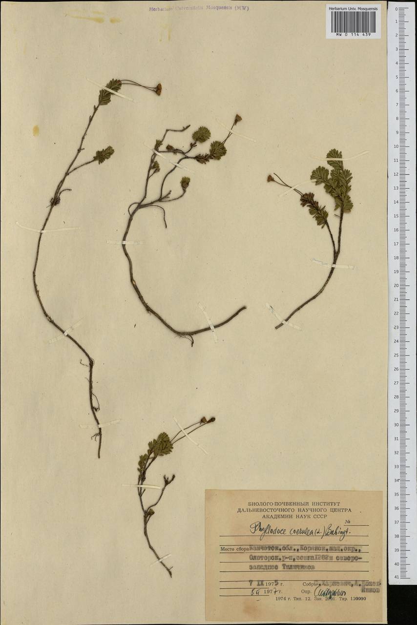 Phyllodoce caerulea (L.) Bab., Siberia, Chukotka & Kamchatka (S7) (Russia)