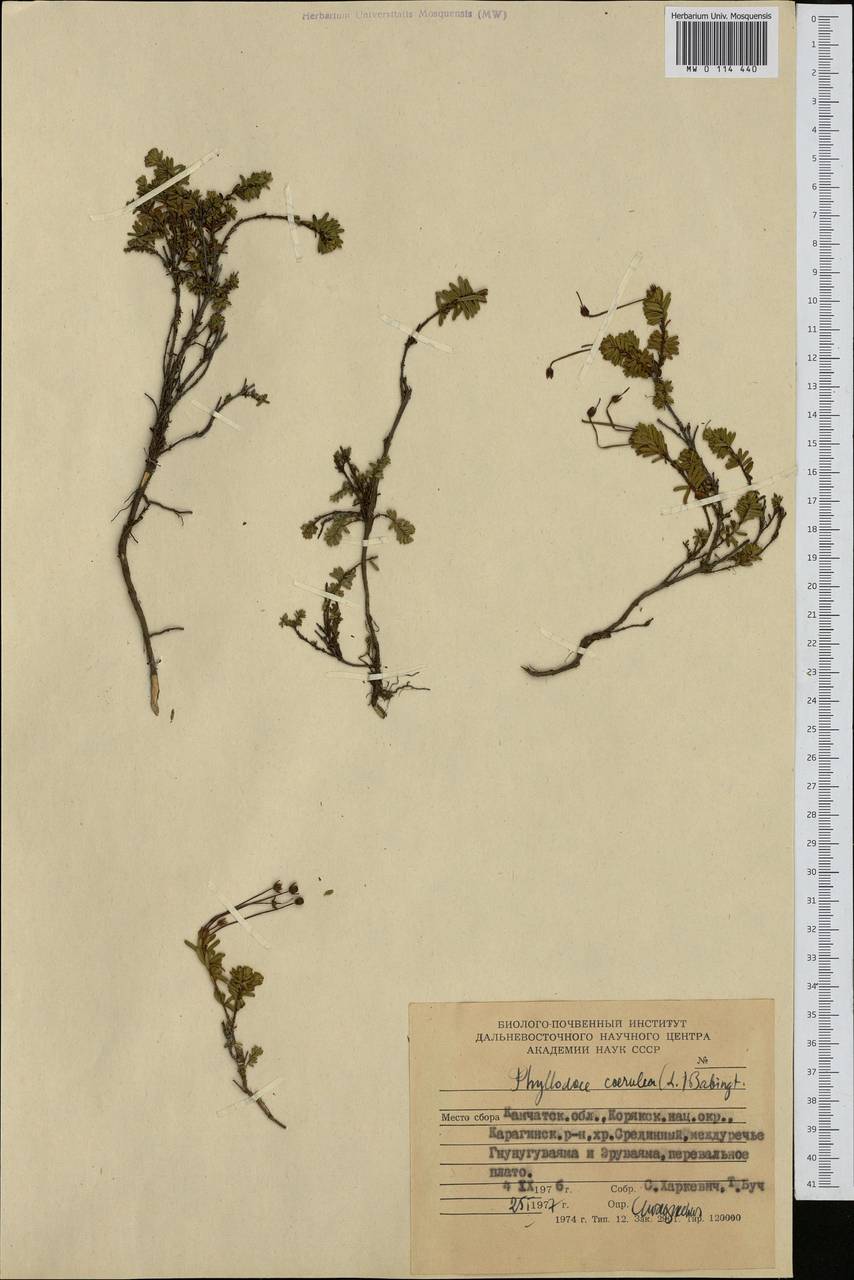 Phyllodoce caerulea (L.) Bab., Siberia, Chukotka & Kamchatka (S7) (Russia)