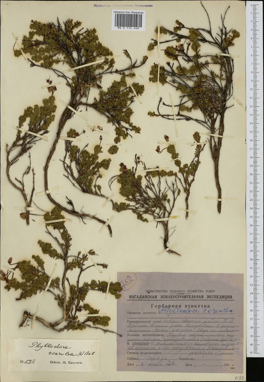 Phyllodoce caerulea (L.) Bab., Siberia, Chukotka & Kamchatka (S7) (Russia)