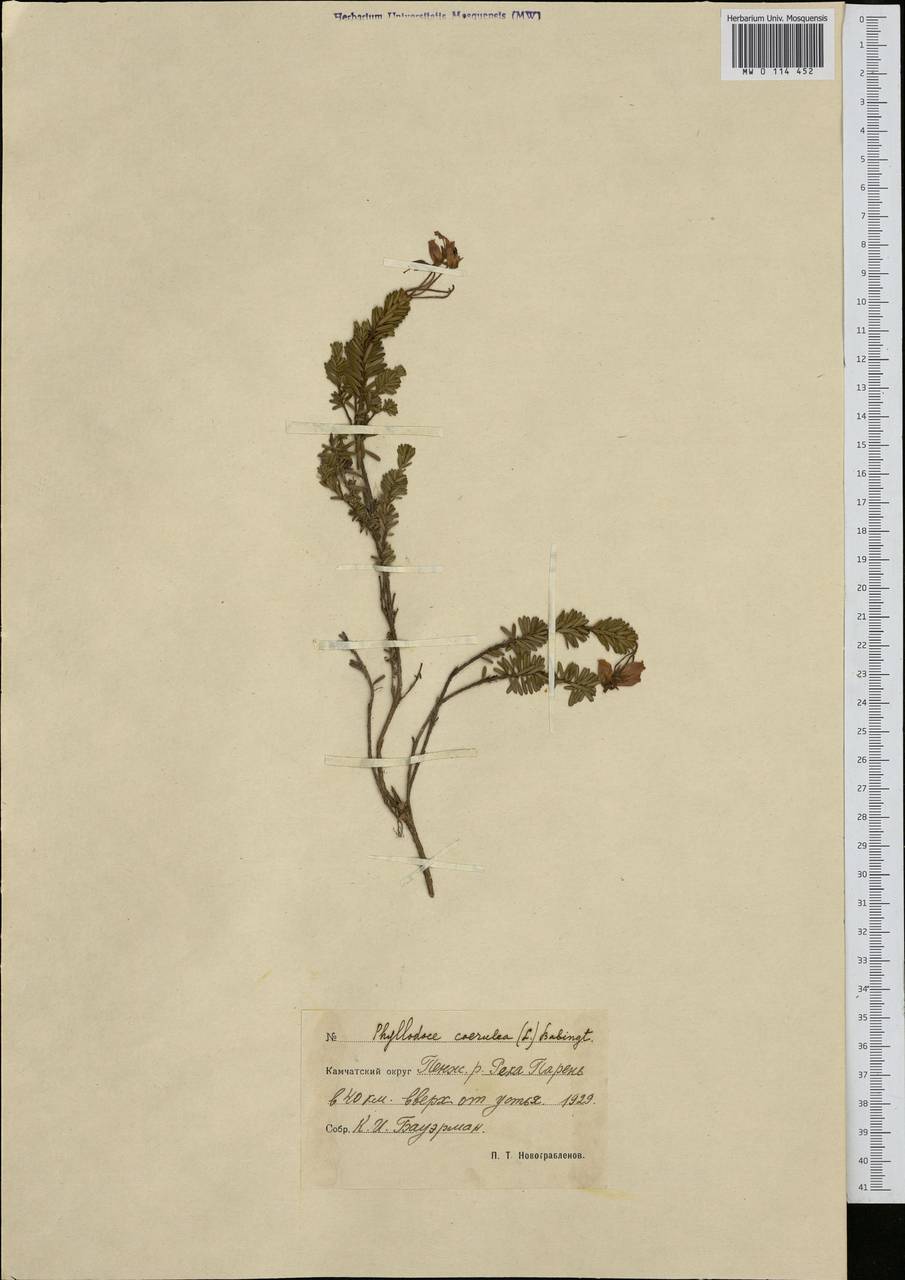 Phyllodoce caerulea (L.) Bab., Siberia, Chukotka & Kamchatka (S7) (Russia)