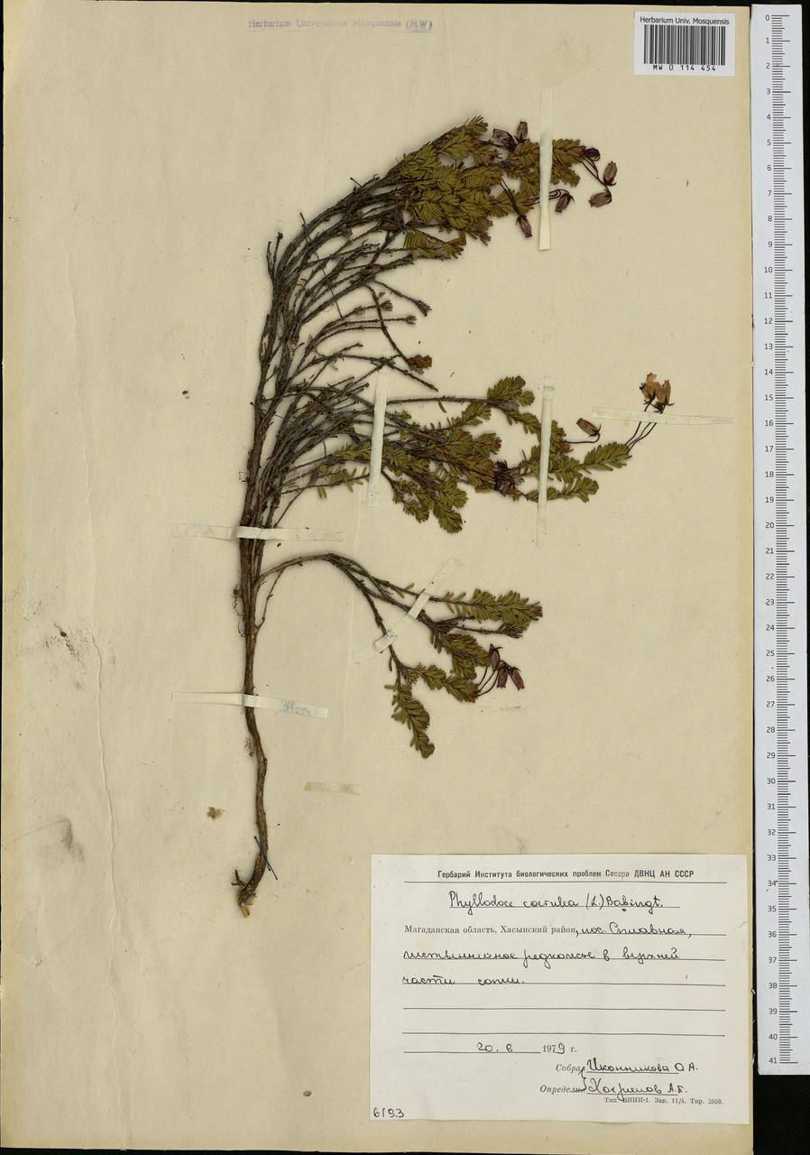Phyllodoce caerulea (L.) Bab., Siberia, Chukotka & Kamchatka (S7) (Russia)