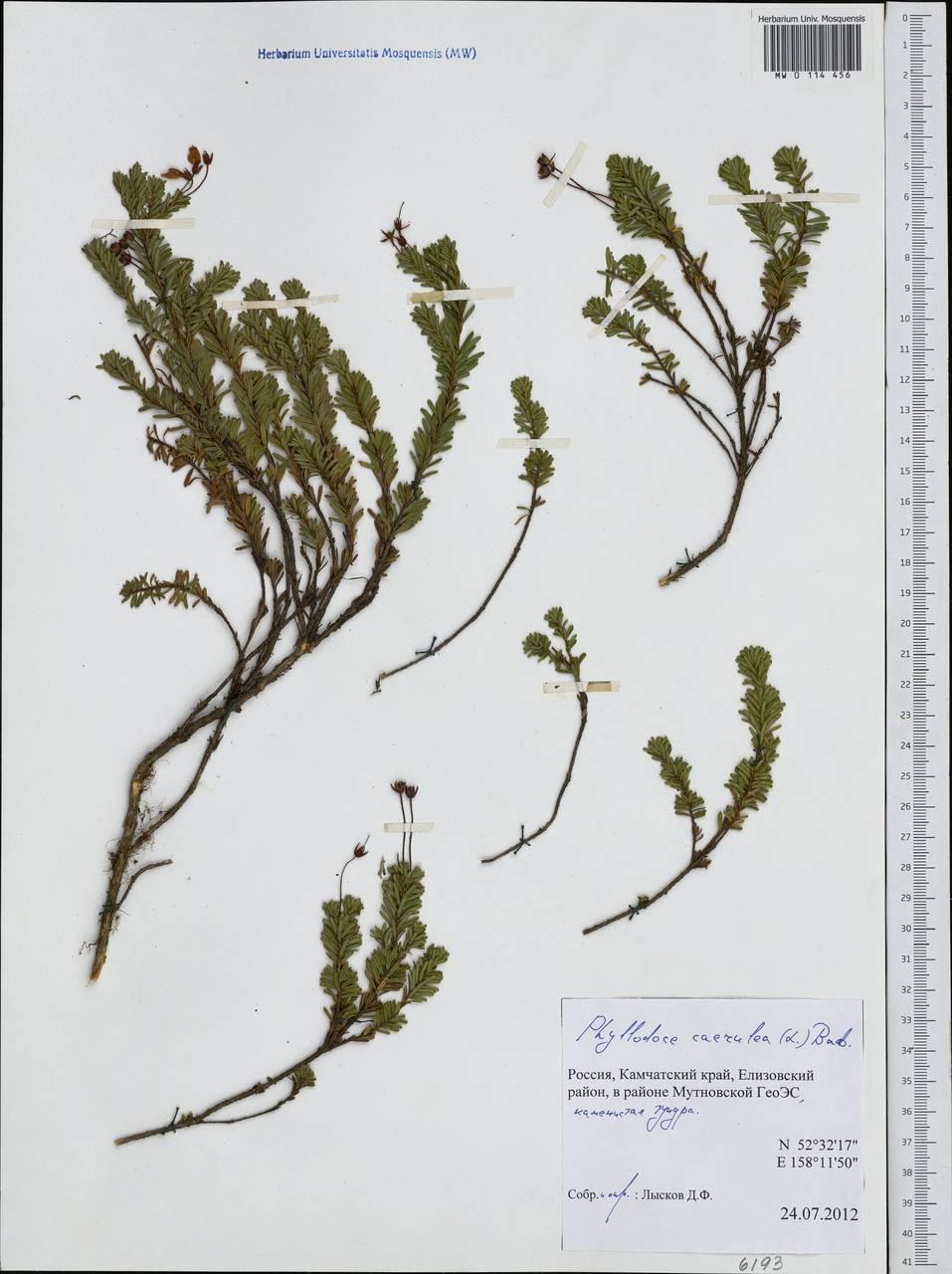 Phyllodoce caerulea (L.) Bab., Siberia, Chukotka & Kamchatka (S7) (Russia)