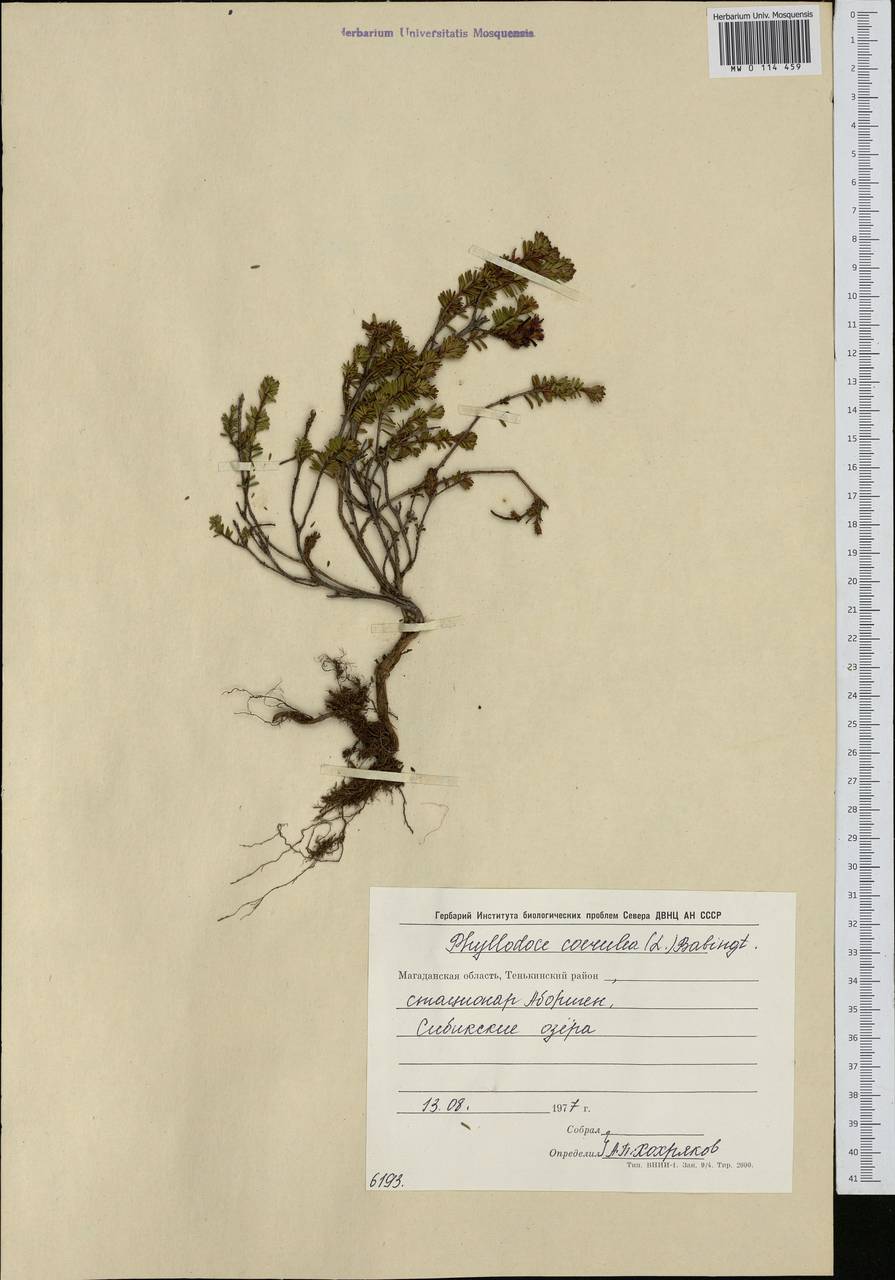 Phyllodoce caerulea (L.) Bab., Siberia, Chukotka & Kamchatka (S7) (Russia)