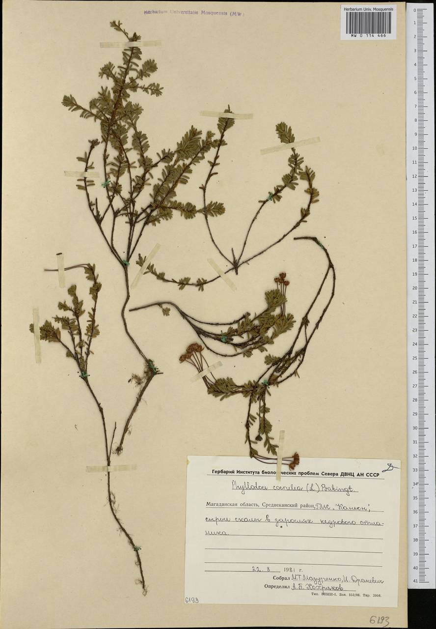 Phyllodoce caerulea (L.) Bab., Siberia, Chukotka & Kamchatka (S7) (Russia)