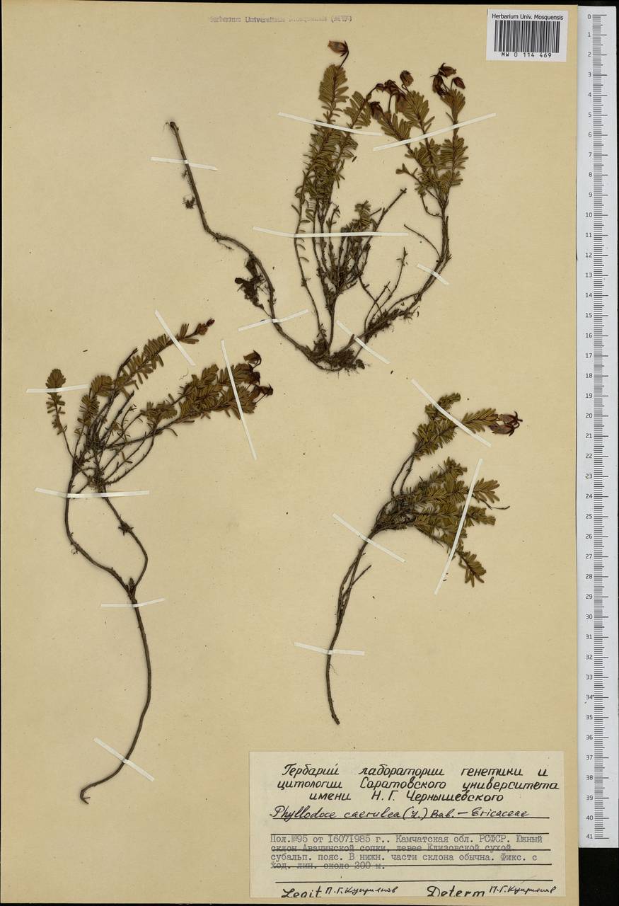 Phyllodoce caerulea (L.) Bab., Siberia, Chukotka & Kamchatka (S7) (Russia)