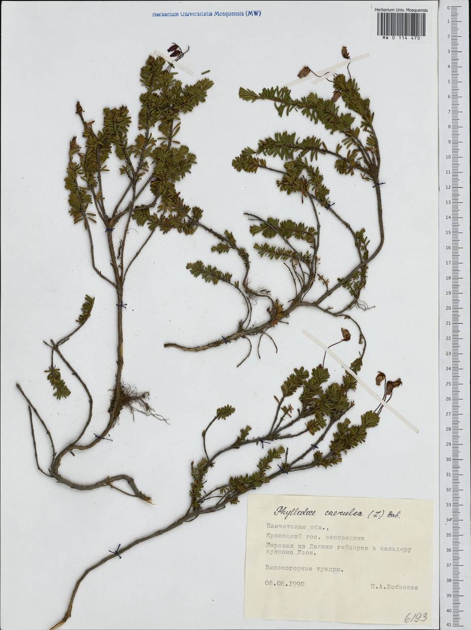 Phyllodoce caerulea (L.) Bab., Siberia, Chukotka & Kamchatka (S7) (Russia)