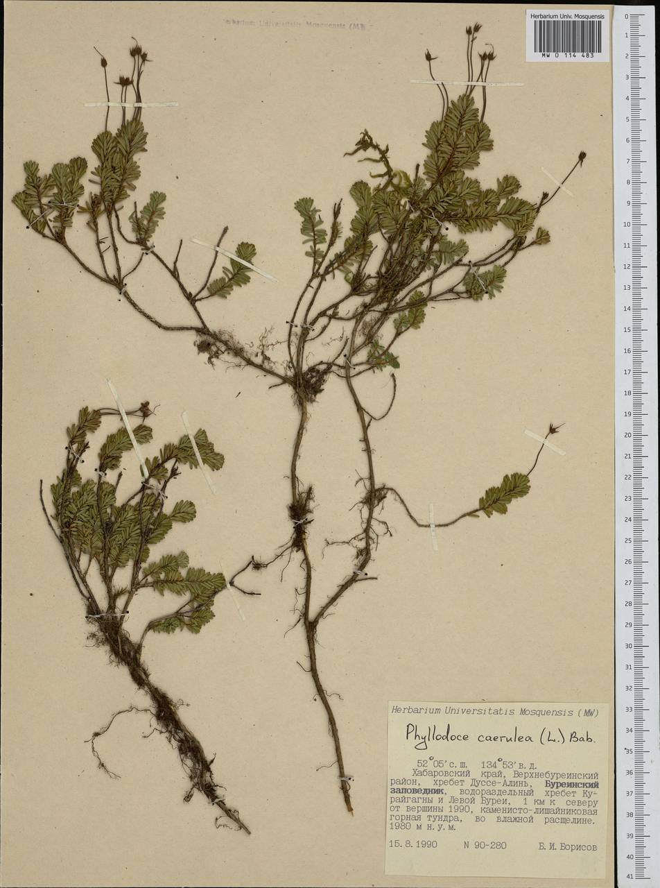 Phyllodoce caerulea (L.) Bab., Siberia, Russian Far East (S6) (Russia)