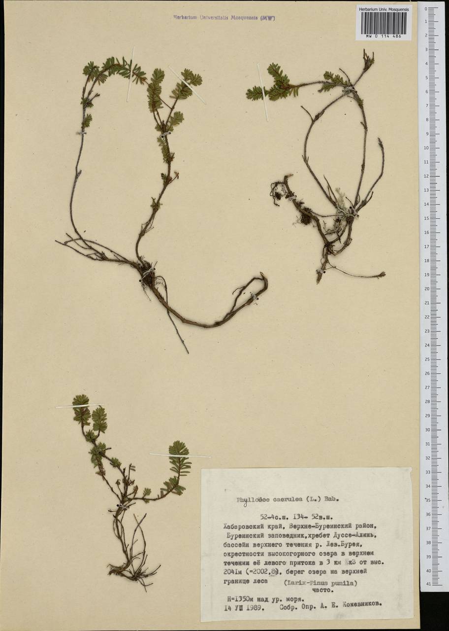 Phyllodoce caerulea (L.) Bab., Siberia, Russian Far East (S6) (Russia)