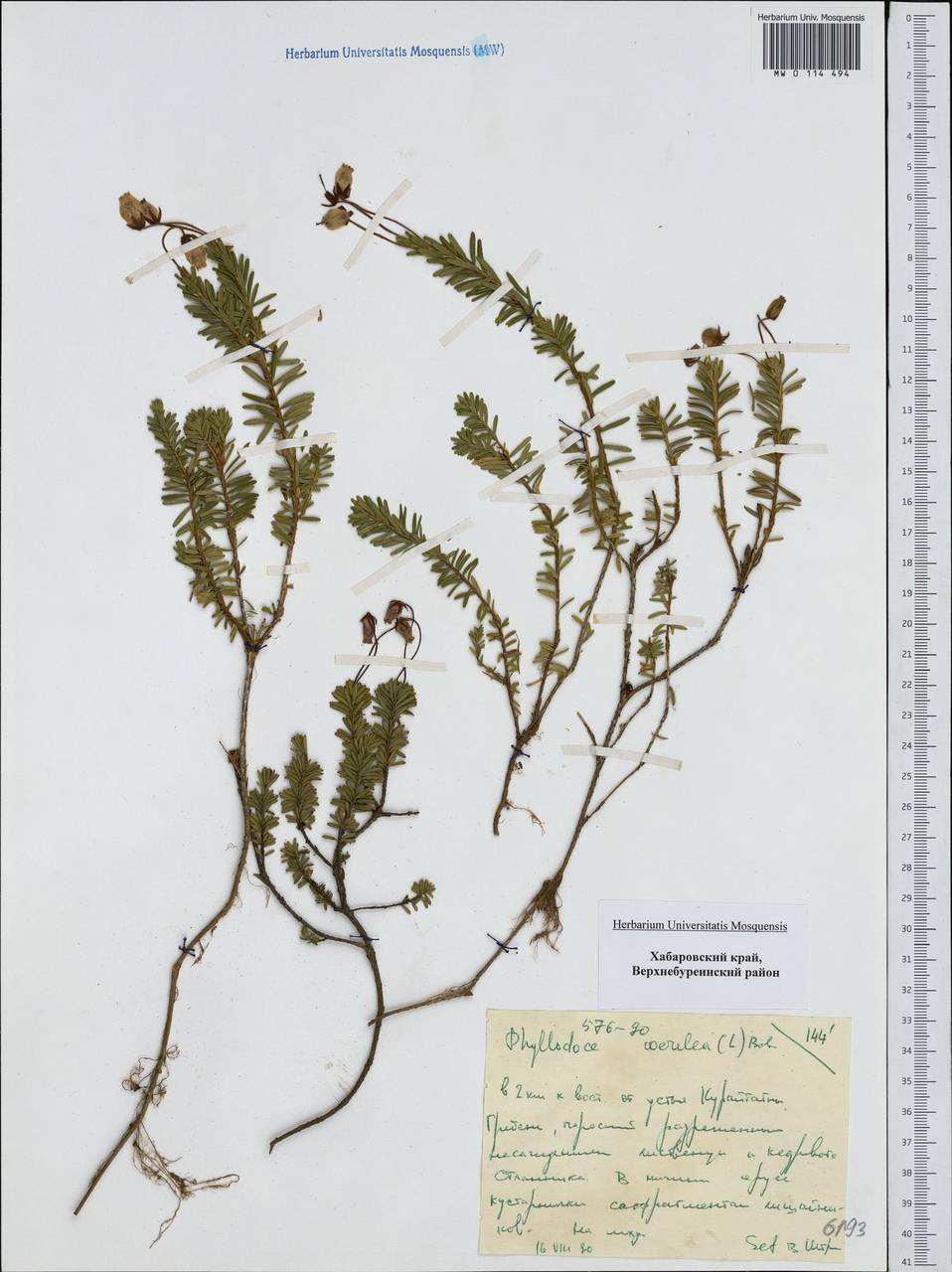 Phyllodoce caerulea (L.) Bab., Siberia, Russian Far East (S6) (Russia)