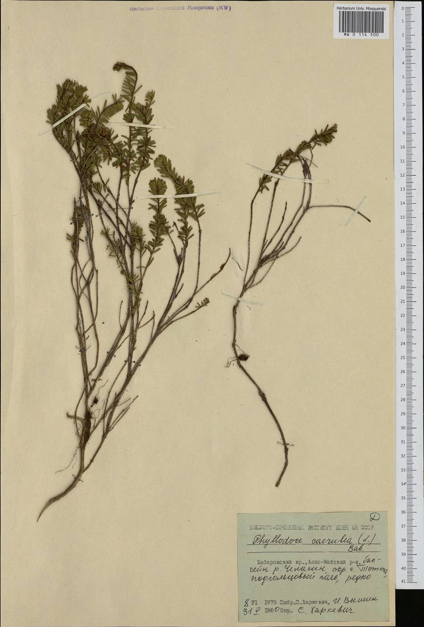 Phyllodoce caerulea (L.) Bab., Siberia, Russian Far East (S6) (Russia)