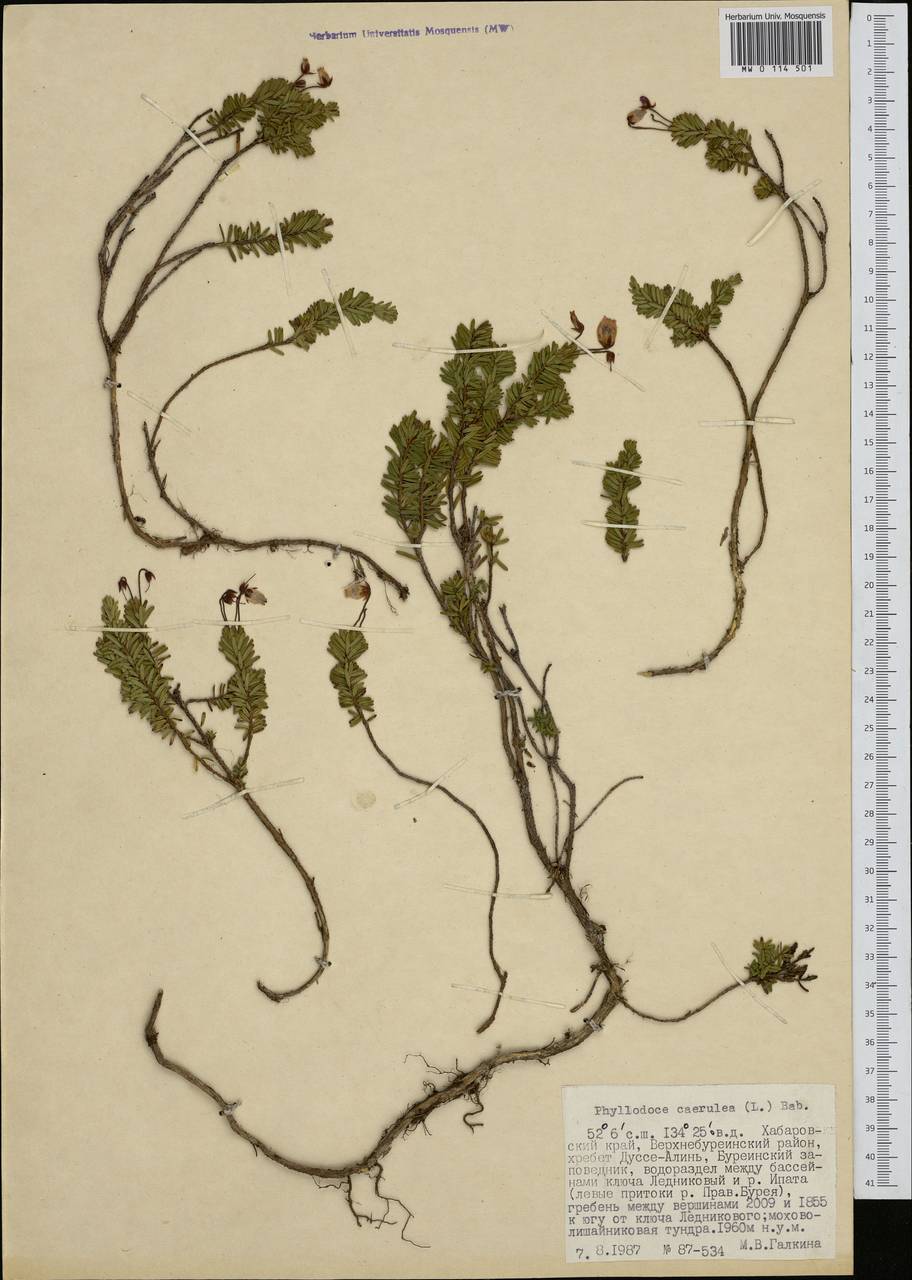 Phyllodoce caerulea (L.) Bab., Siberia, Russian Far East (S6) (Russia)