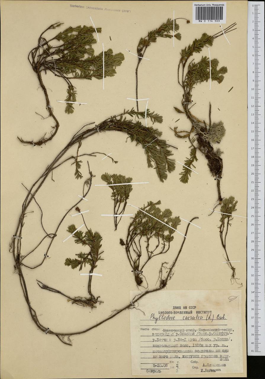 Phyllodoce caerulea (L.) Bab., Siberia, Russian Far East (S6) (Russia)