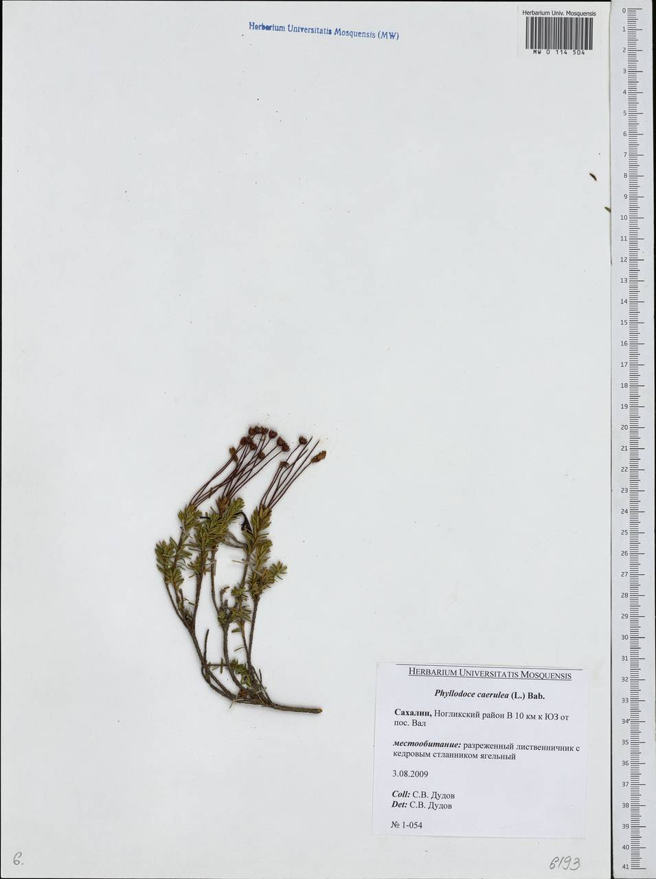 Phyllodoce caerulea (L.) Bab., Siberia, Russian Far East (S6) (Russia)