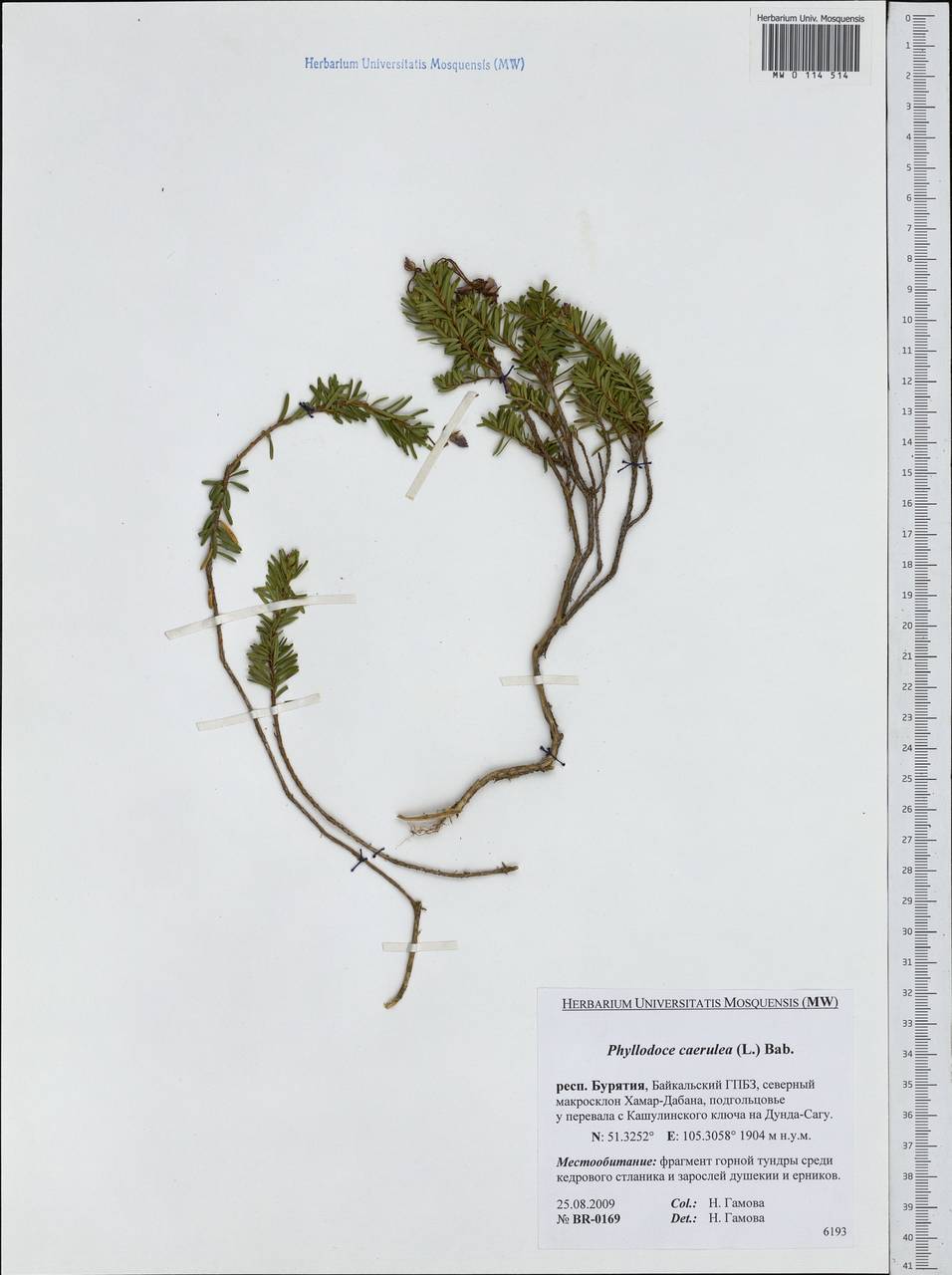 Phyllodoce caerulea (L.) Bab., Siberia, Baikal & Transbaikal region (S4) (Russia)