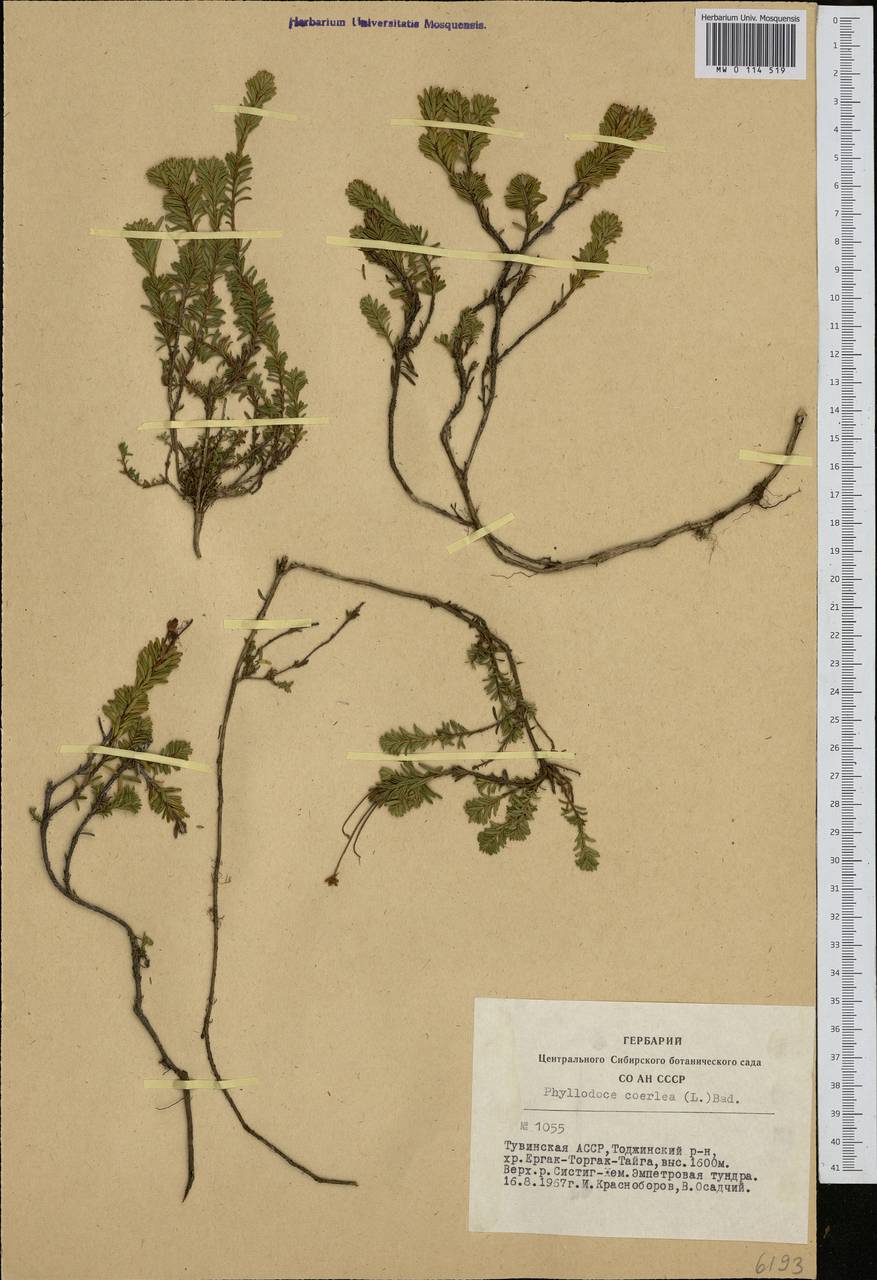 Phyllodoce caerulea (L.) Bab., Siberia, Altai & Sayany Mountains (S2) (Russia)