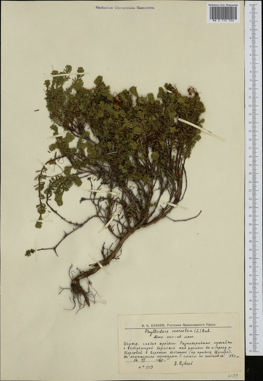 Phyllodoce caerulea (L.) Bab., Eastern Europe, Northern region (E1) (Russia)