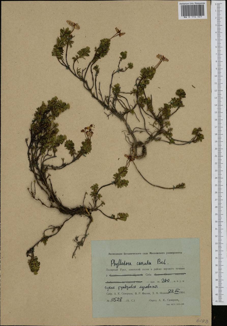 Phyllodoce caerulea (L.) Bab., Siberia, Western Siberia (S1) (Russia)