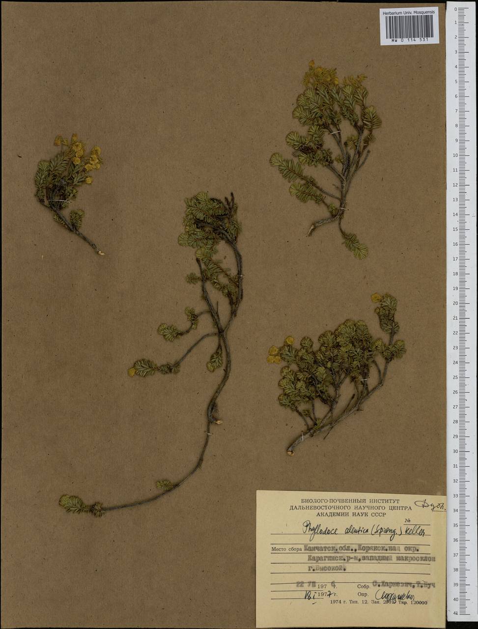 Phyllodoce aleutica (Spreng.) A. Heller, Siberia, Chukotka & Kamchatka (S7) (Russia)