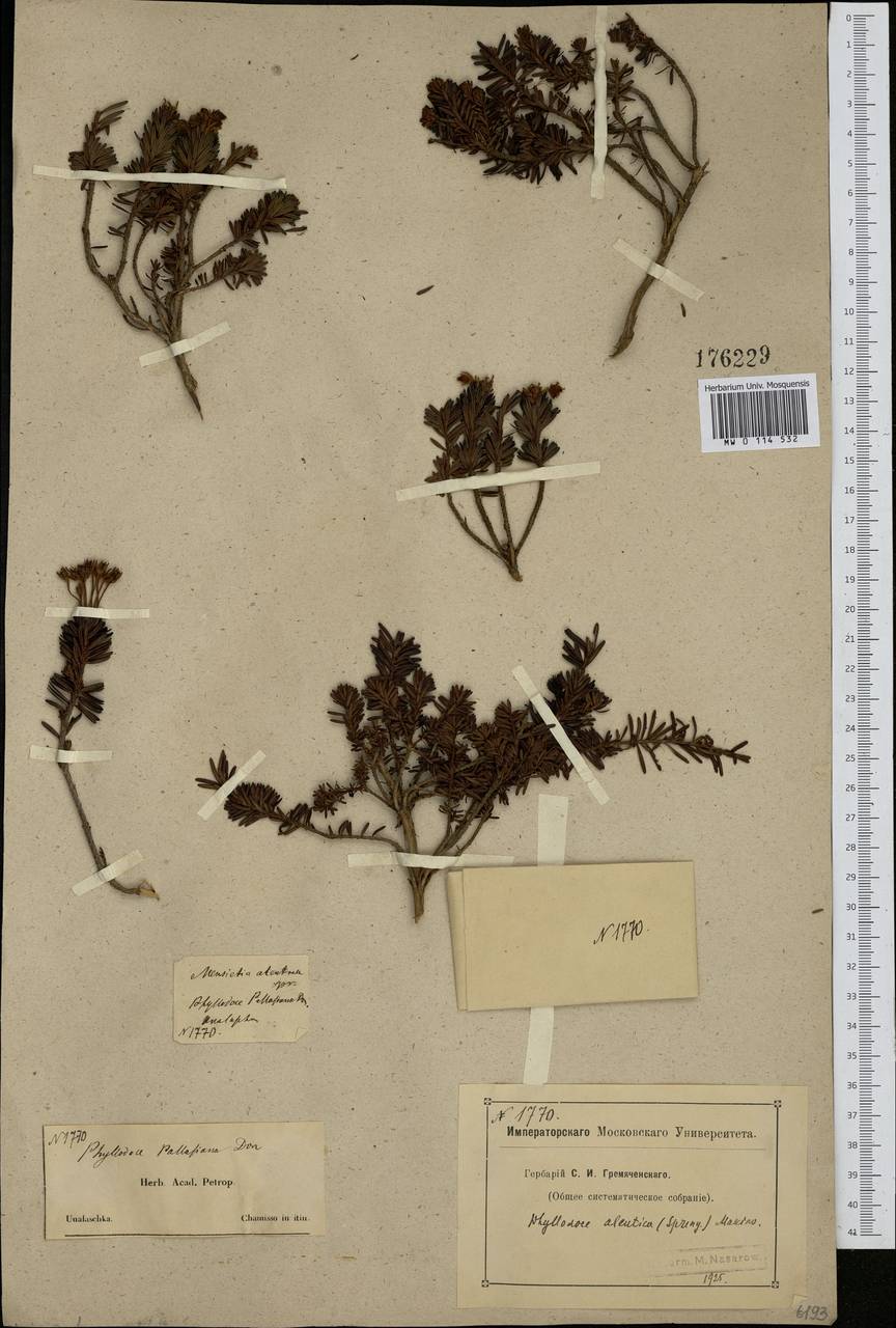 Phyllodoce aleutica (Spreng.) A. Heller, Siberia, Chukotka & Kamchatka (S7) (Russia)