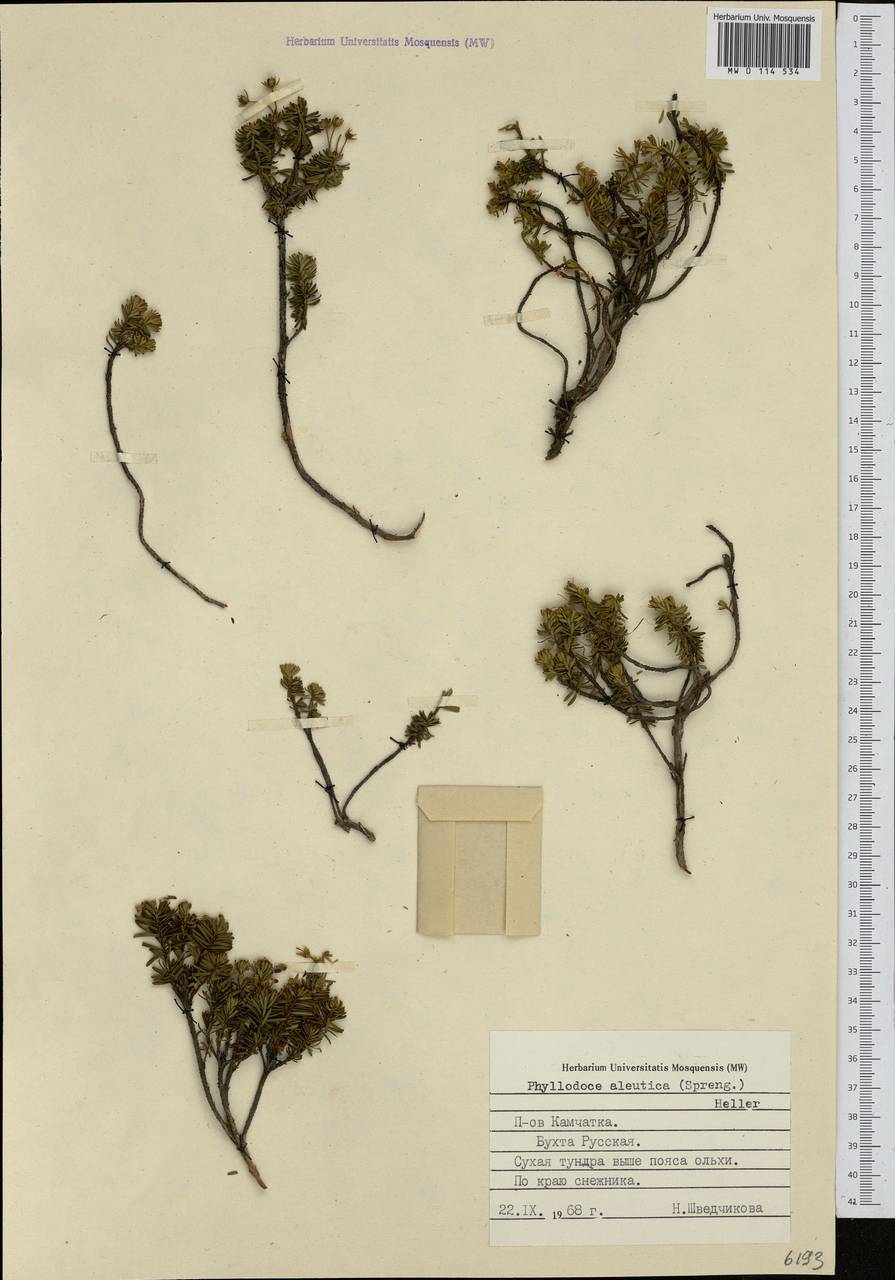 Phyllodoce aleutica (Spreng.) A. Heller, Siberia, Chukotka & Kamchatka (S7) (Russia)