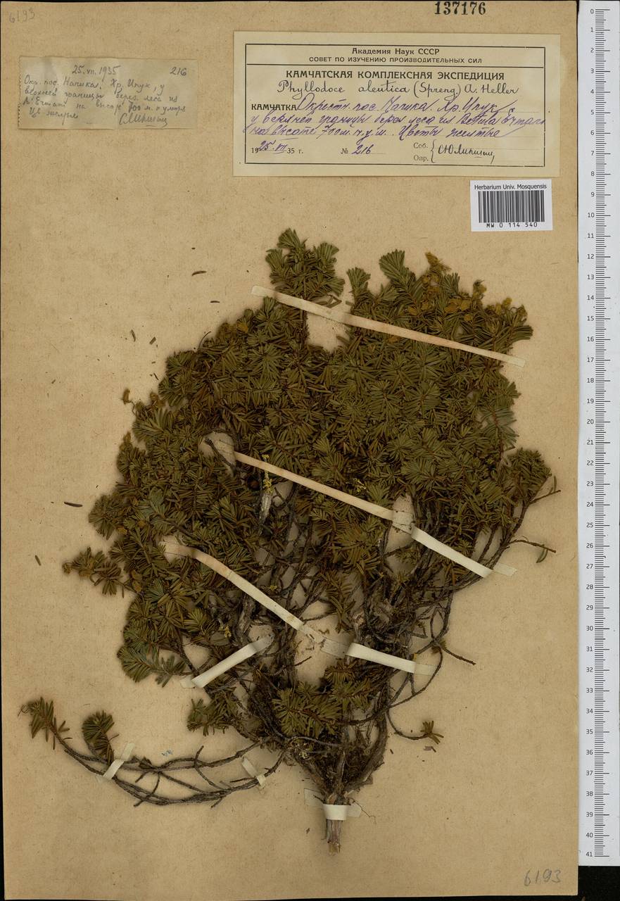 Phyllodoce aleutica (Spreng.) A. Heller, Siberia, Chukotka & Kamchatka (S7) (Russia)