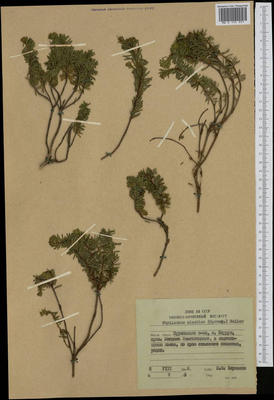 Phyllodoce aleutica (Spreng.) A. Heller, Siberia, Russian Far East (S6) (Russia)