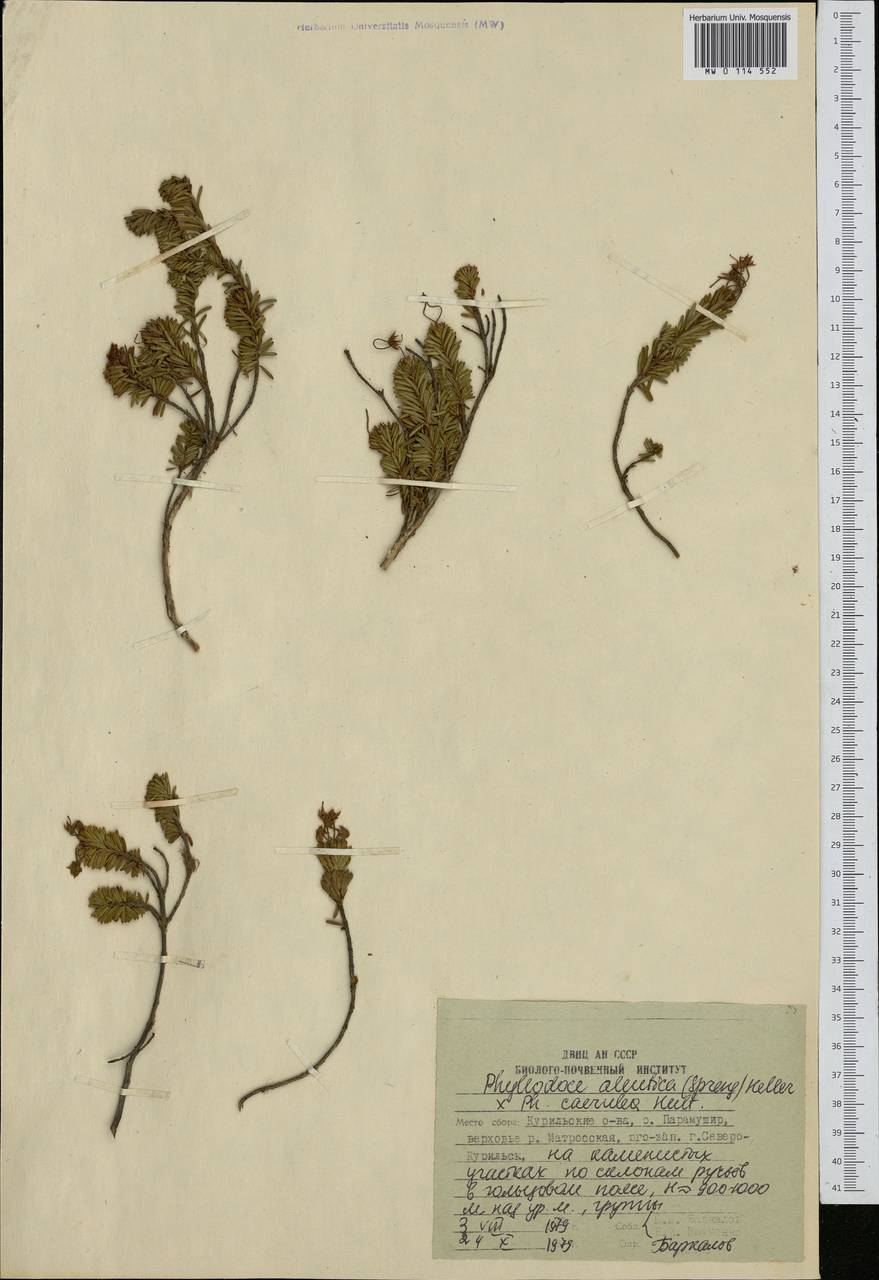 Phyllodoce aleutica (Spreng.) A. Heller, Siberia, Russian Far East (S6) (Russia)