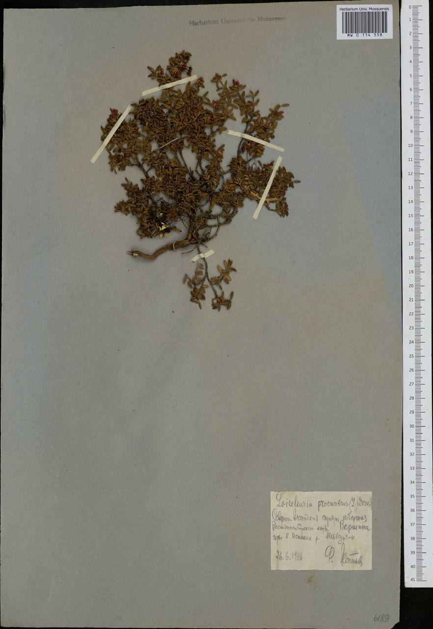 Kalmia procumbens (L.) Gift, Kron & P. F. Stevens, Siberia, Chukotka & Kamchatka (S7) (Russia)