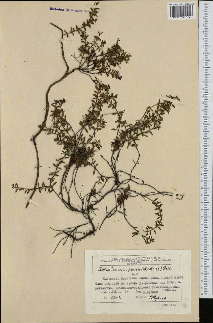Kalmia procumbens (L.) Gift, Kron & P. F. Stevens, Siberia, Chukotka & Kamchatka (S7) (Russia)