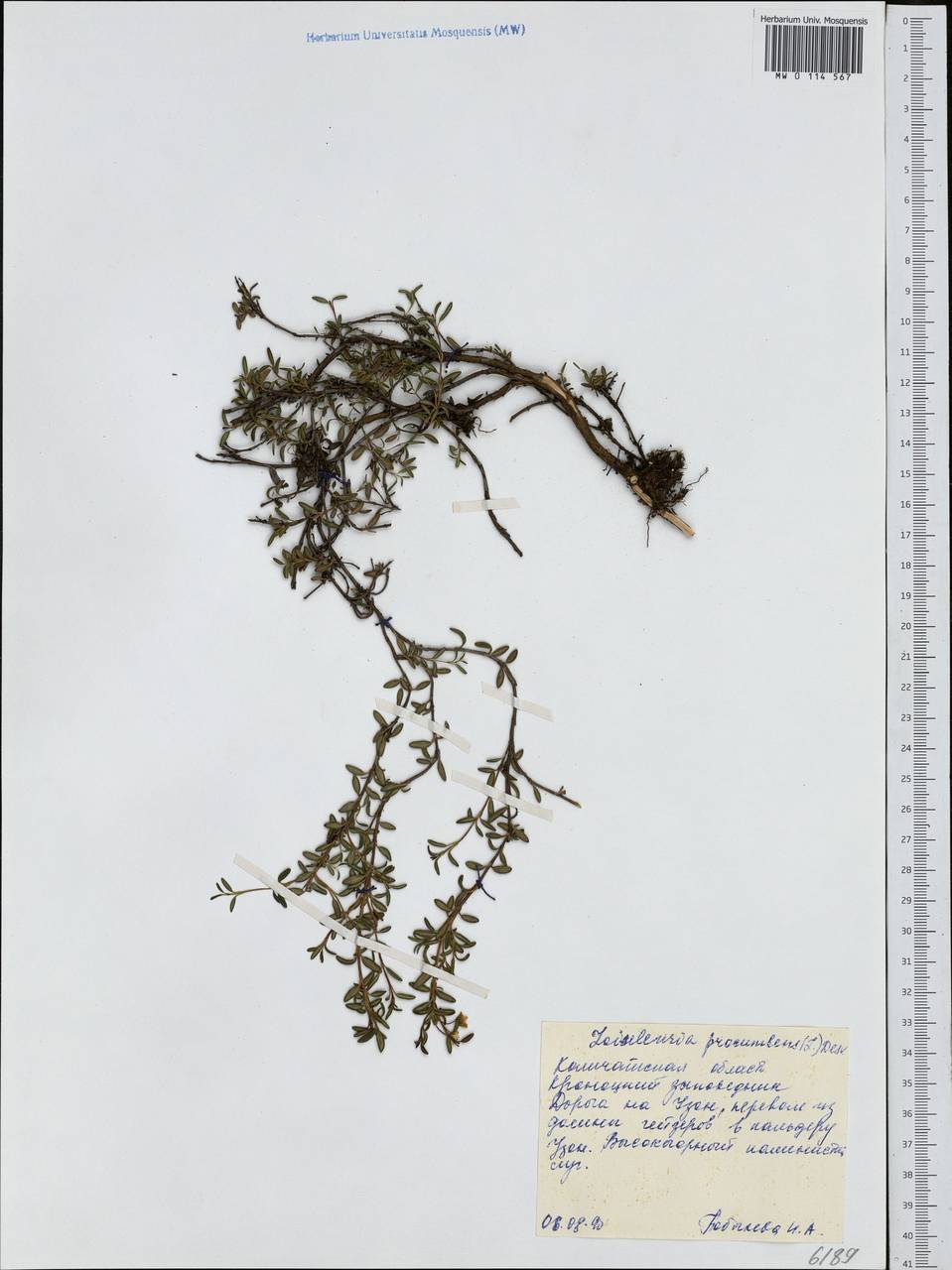 Kalmia procumbens (L.) Gift, Kron & P. F. Stevens, Siberia, Chukotka & Kamchatka (S7) (Russia)