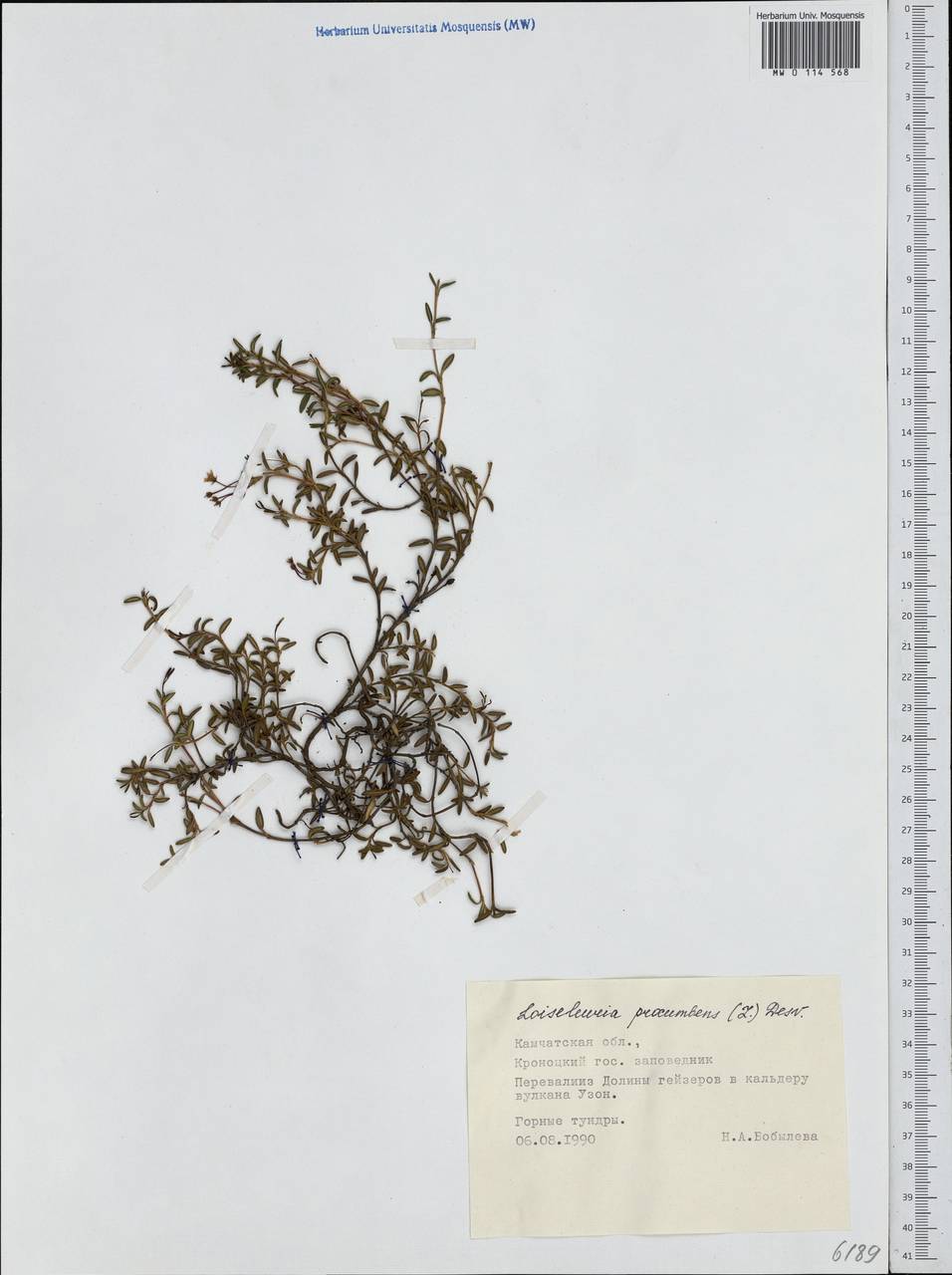 Kalmia procumbens (L.) Gift, Kron & P. F. Stevens, Siberia, Chukotka & Kamchatka (S7) (Russia)