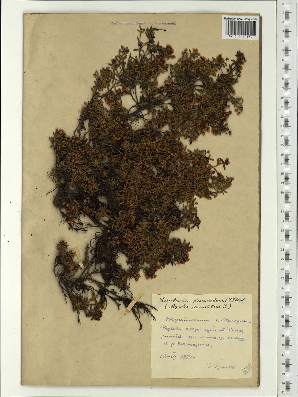 Kalmia procumbens (L.) Gift, Kron & P. F. Stevens, Siberia, Chukotka & Kamchatka (S7) (Russia)