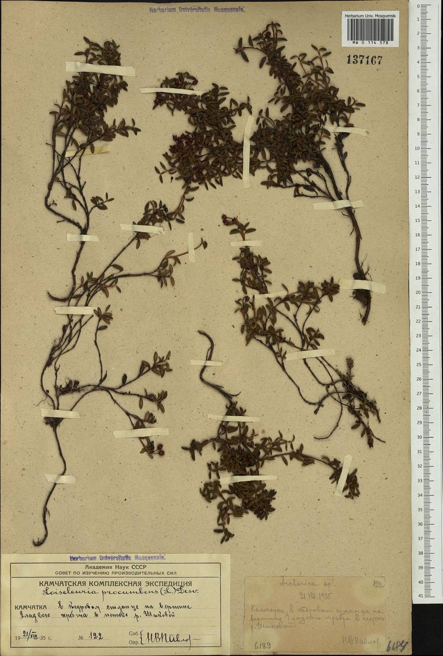 Kalmia procumbens (L.) Gift, Kron & P. F. Stevens, Siberia, Chukotka & Kamchatka (S7) (Russia)